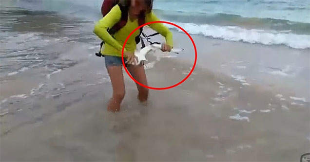 tourist pays the price for picking up a shark