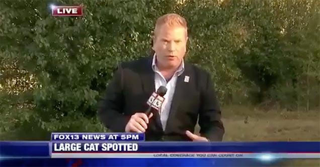 news reporter finds the wrong cat