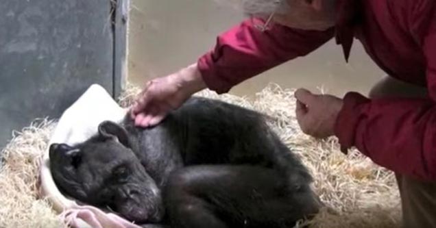 Sick Chimp Recognizes The Man That Saved Her Moments Before Her Death