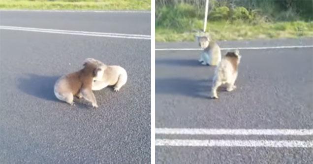 two koalas fight in the street