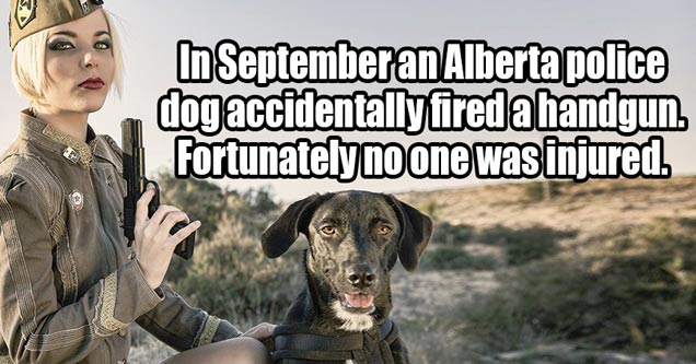 funny - eBaum's World In September an Alberta police dog accidentally fired a handgun. Fortunately no one was injured.