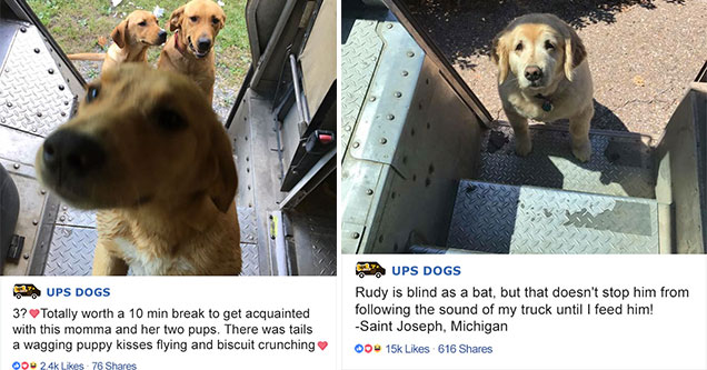 the best dog-spotting page on the internet