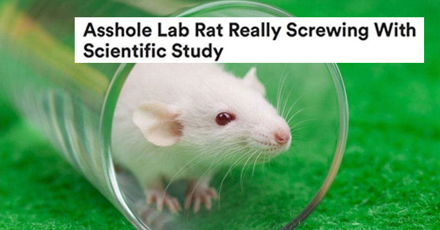 asshole rats keeps messing with a study