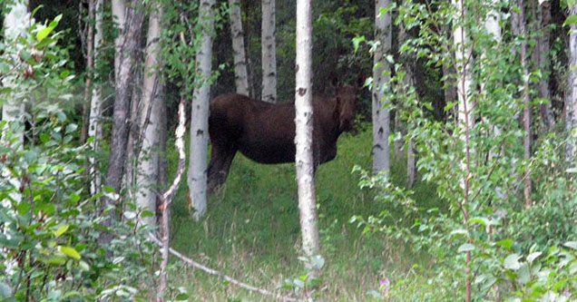 moose in the woods