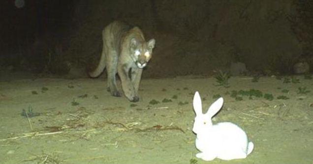 predator approaching a white rabbit