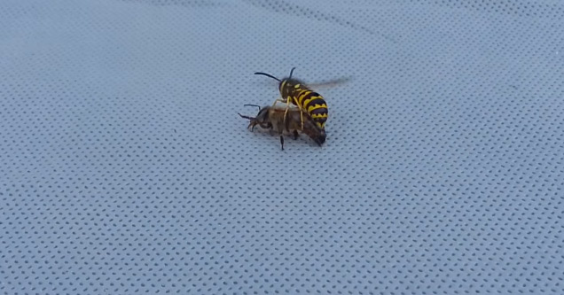 Wasp Cuts Bee in Half During an All Out Fight to the Death