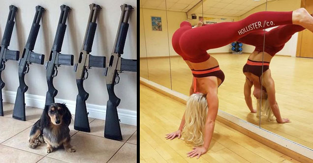 dog next to a wall of firearms | Yoga pants - Hollister co.