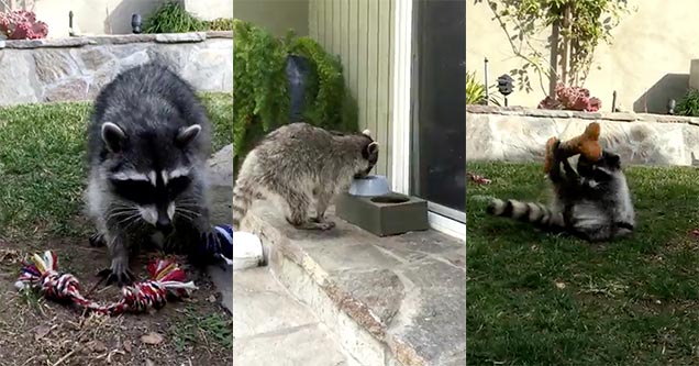 raccoon playing with dog toys