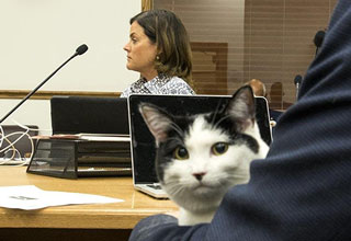 Welcome to the eBaum's World Caption Contest #150 - Lawyer Cat