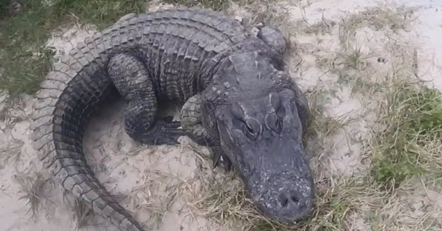 Florida Man Gives You A First Person View Of Kissing A HUGE Alligator