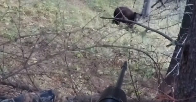 Hunter Displays His Giant Balls As A Bear Charges Right At Him