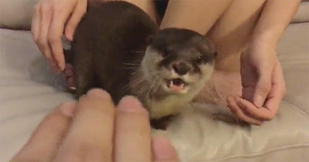 otter is protective of new mom