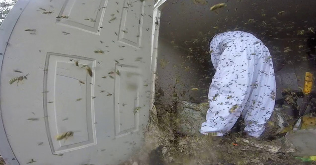 Massive Hornet Nest Removal Will Be Your WTF Video Of Today