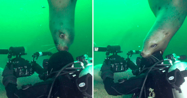 seal biting a diver's head