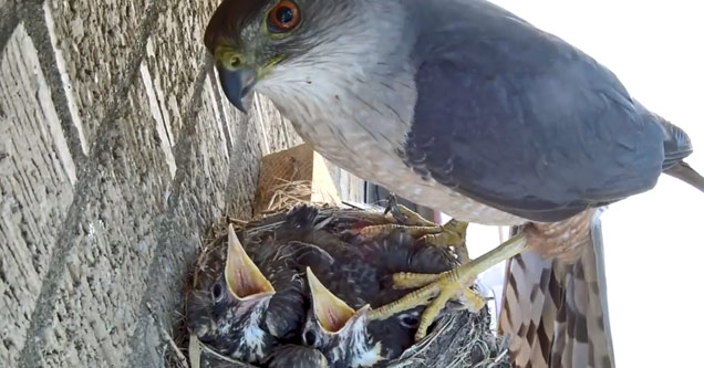 Live Camera Feed Captures A Hawk Stealing Two Young Robin Chicks From Nest