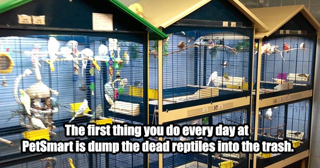 spilling companies secrets| The first thing you do every day at PetSmart is dump the dead reptiles into the trash. We treated them as well as we could once they were in the store -- given our fairly minimal resources -- but they're mistreated in transit a