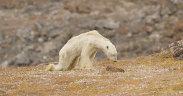 Heartbreaking Footage Shows Starving Polar Bear On Warming Canadian Island