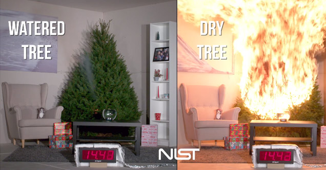 Why You Should Water Your Christmas Tree And Save Your Home