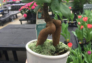 While we're not exactly sure where this thicc little tree came from, we do know that <a href=https://www.ebaumsworld.com/pictures/28-dank-memes-that-are-trending-on-reddit-right-now/85981773/ >Reddit's</a> /r/photoshopbattles found it and ran with it. These are all pretty great.