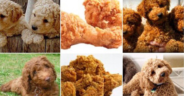 10 Pics of Animals That Look Like Food That Will Play Tricks on Your Eyes