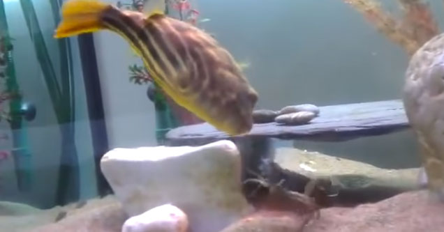 puffer fish attacks crawfish after being pinched