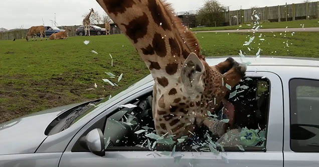 giraffe breaking through glass of a rolling up window of a grey car | giraffe get trapped in the window of a car