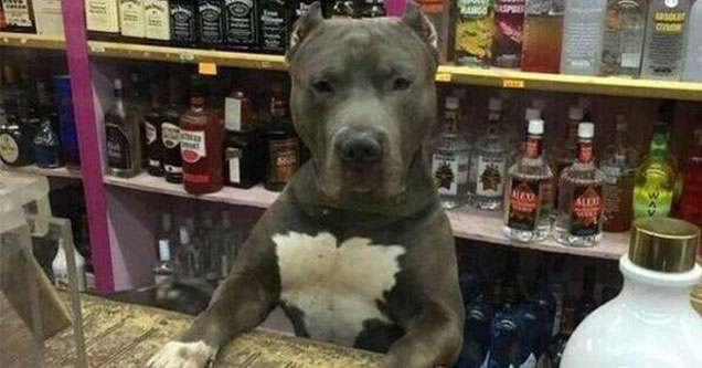 dog looking over a liquor store counter				           caption contest win prizes funny dog memes amazon ftw