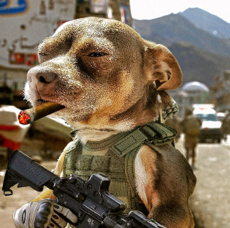 Dozen of our funniest pics