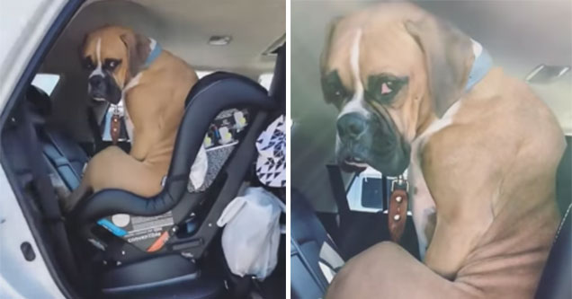 Grumpy Pup Doesn't Want To Give Up The Baby Seat