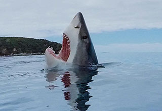 Welcome to the eBaum's World Caption Contest #180 - Shark Week  