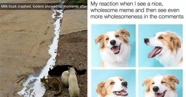 cats drinking milk off a sidewalk and a dog looking very happy