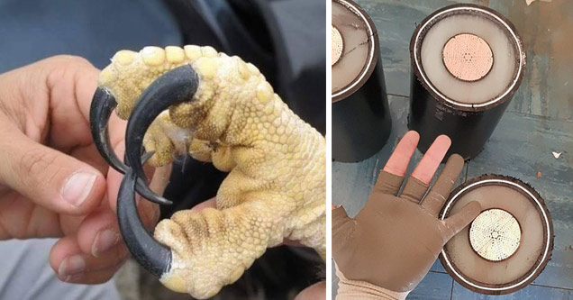 a mans hand next to an eagle's huge talons and a mans hand next to large underwater cable