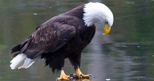bald eagle looking at its own reflection				           caption contest bald eagle win prizes gift cards caption contest funny ftw amazon giftcards