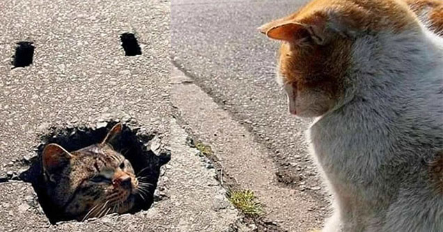 cat in a drain looking at his friend cat				           funny ftw lol cat caption contest win money giftcards caption contest cats pics