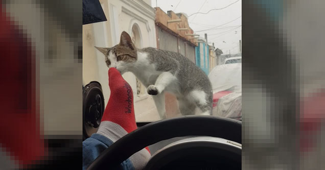 Instant Karma For Idiot Trying To Scare A Cat