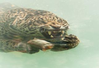 41 Amusing Pics Assembled in No Particular Order | eBaum's World