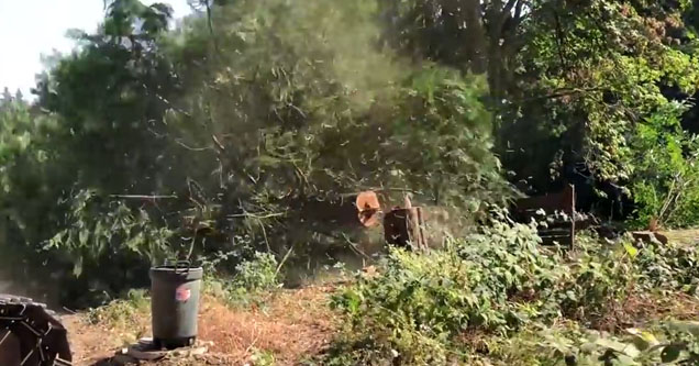 a tree falling in a clearing near equipment | bunch of ants falling from a tree