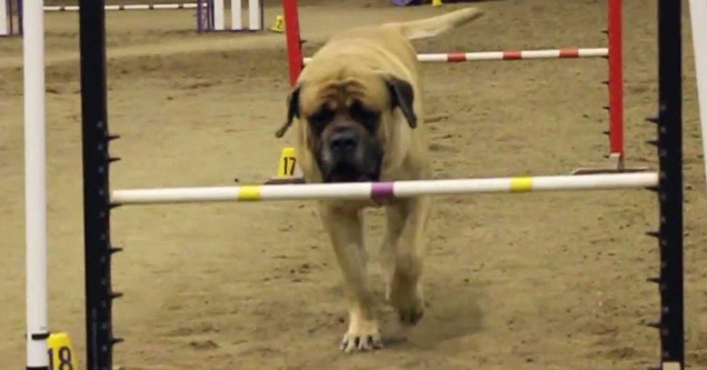 This Huge Mastiff Doing an Agility Course is My Spirit Animal