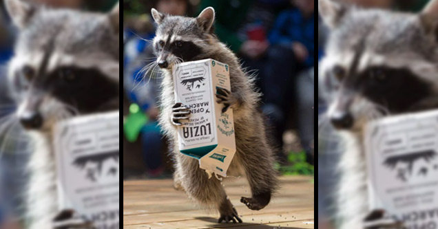 photoshop contest tricky trash panda				           ebaums contest official contest raccoon trash panda photoshopped images ebaums world photoshop contest