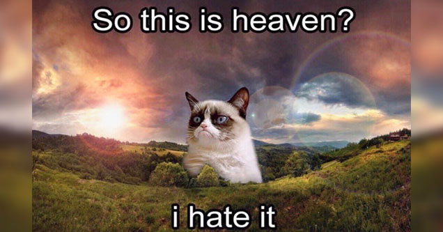 Image result for grumpy cat so this is heaven