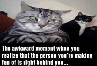 76 Cat Memes That Are LITTERally the Worst - Funny Gallery | eBaum's World