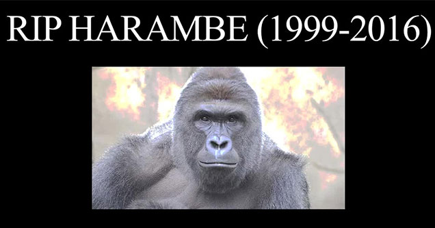 Harambe Memes In Honor Of Our Lost Brother 