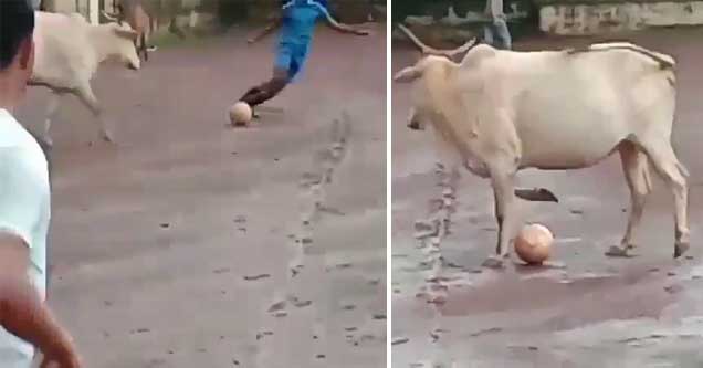 Indian Cow Dominates a Game of Keep-Away with a Soccer Ball