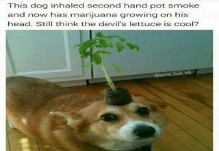 36 Hilarious Weed Memes That Bring the Dankness - Funny Gallery | eBaum ...