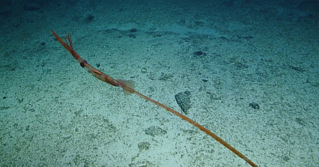 The Nautilus Submarine Just Captured the Sinuous Asperoteuthis ...