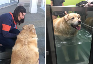 This horrible family over feed and under cared for their dog and when they tried to bring him in to be put down, this vet stepped up and saved the good boys life. 