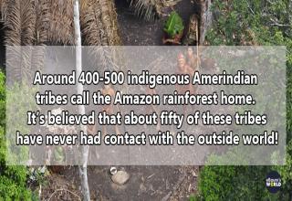 Fascinating Facts About The Amazon Rainforest (14 Images) - Wow Gallery ...