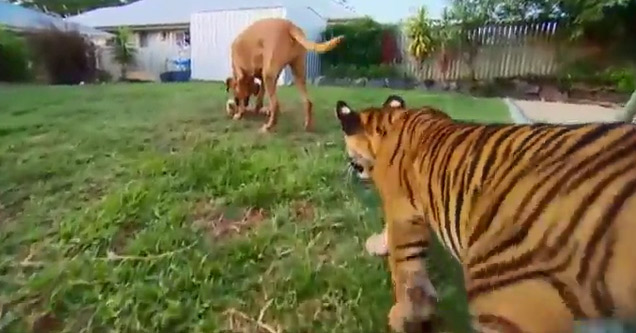 Sneaky Tiger Cub Gets Ready to Attack but is Stopped in His Tracks