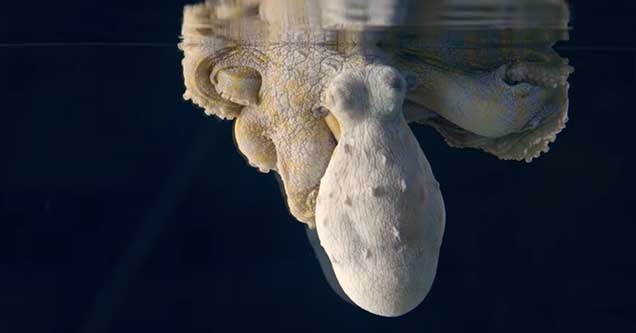 an octopus sleeping in a tank