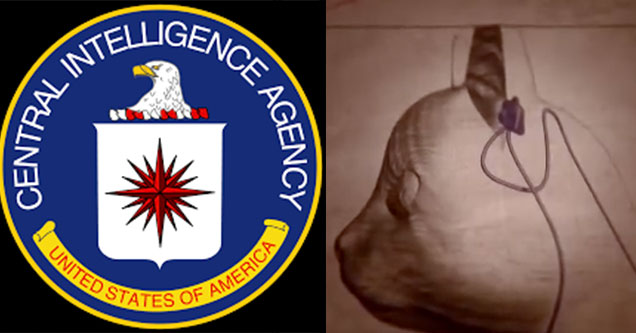 The CIA Wasted $20 Million Dollars Training Cats To Be Spies 